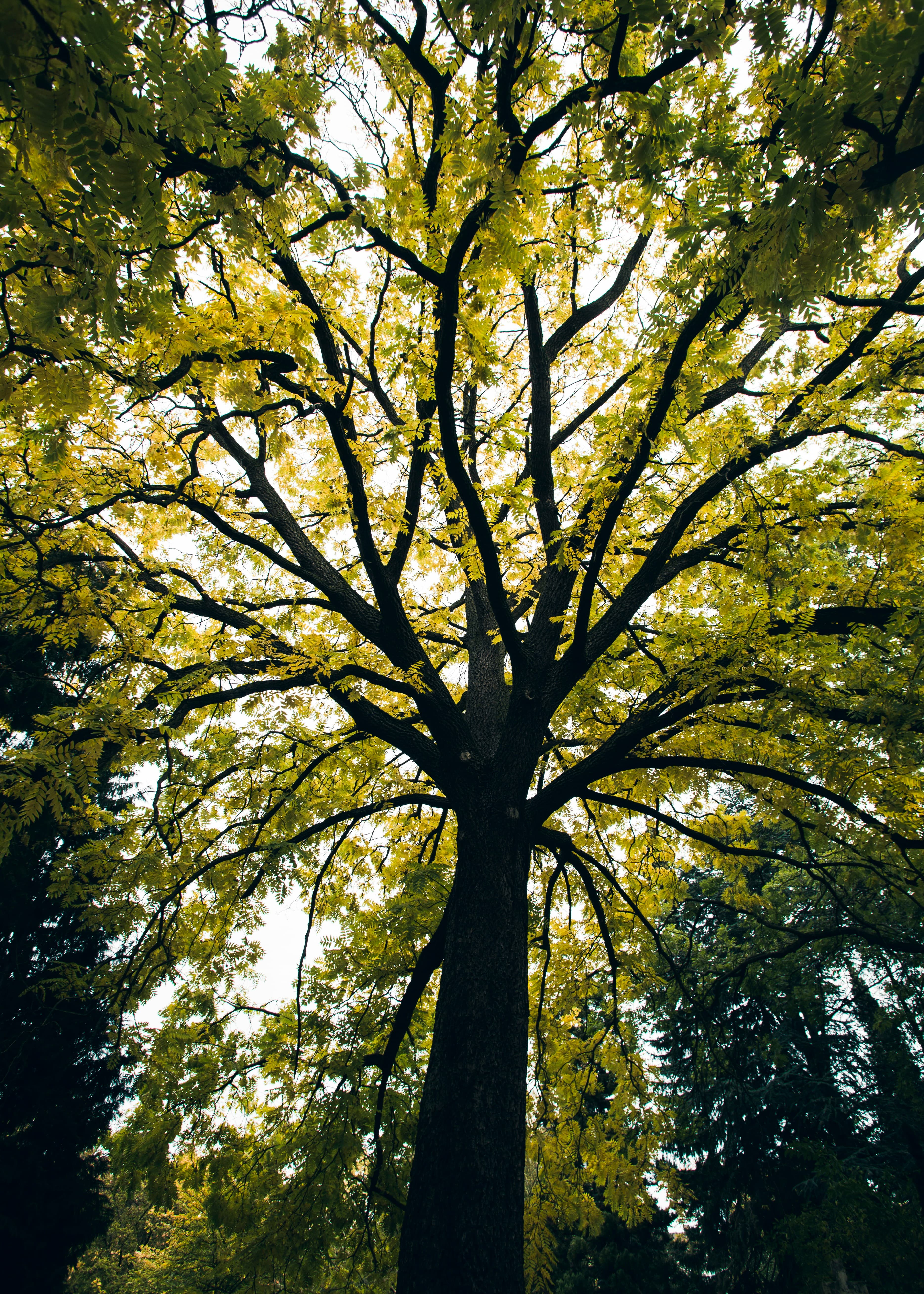 Family Therapy at Meraki Counseling Collective