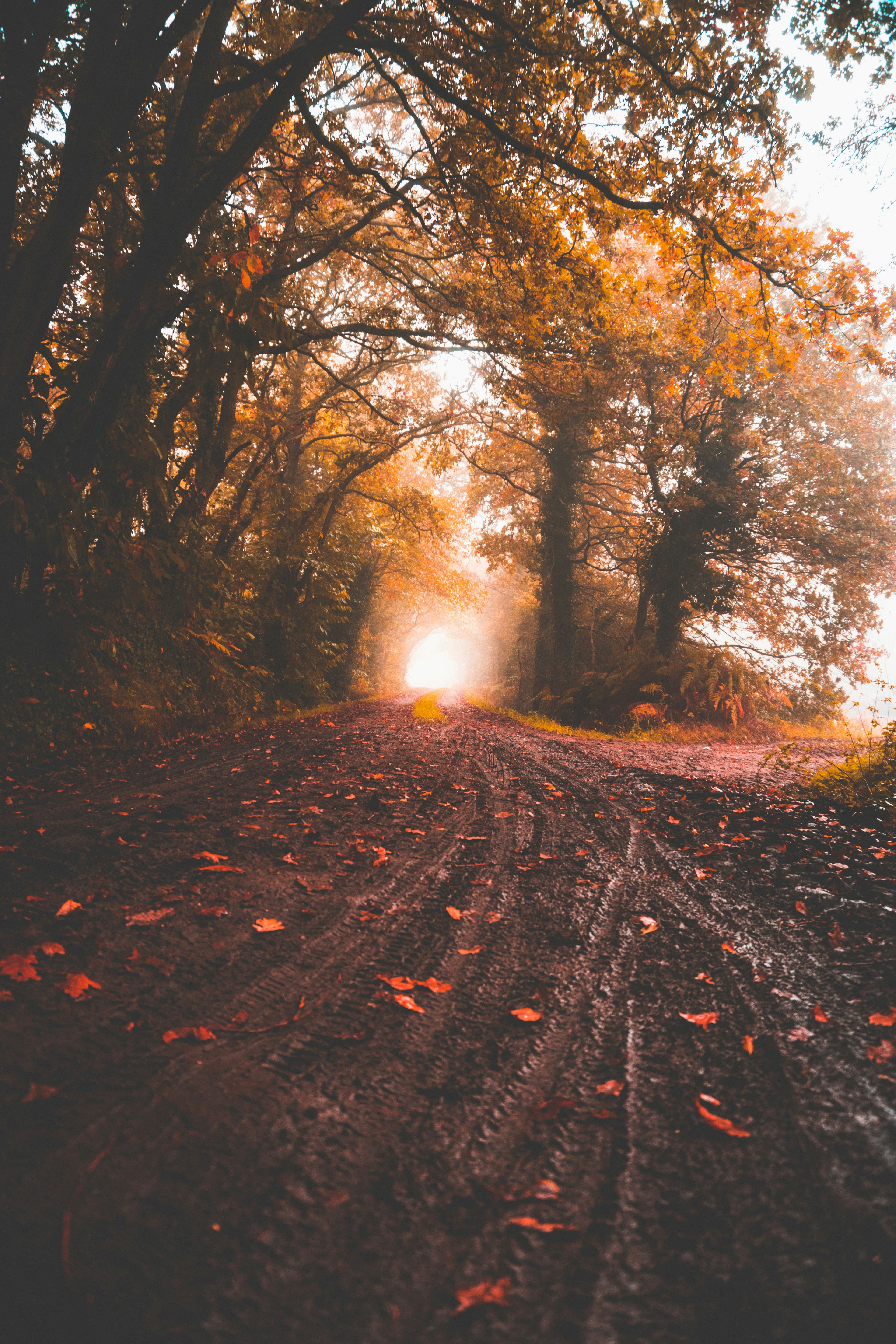Individual Therapy at Meraki Counseling Collective